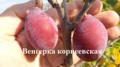 Слива Угорка Корнеевская: опис посухостійкого, самоплодного сорту і фото