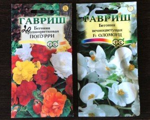 Бегонія, або вирощування з насіння за кілька місяців + Відео