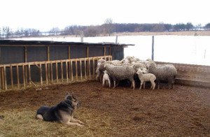 Будуємо хлів для овець своїми руками – поради, пояснення + Відео