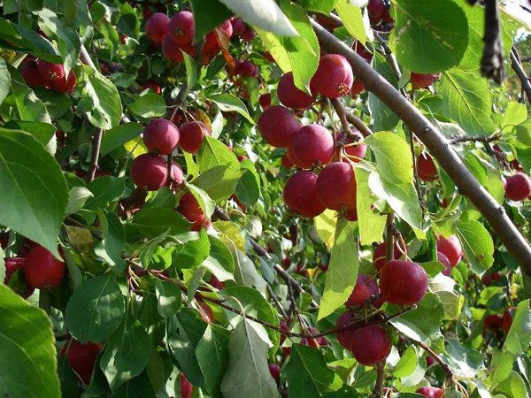 Китайка Довго: зимостійкий і високо стійкий до парші сорт