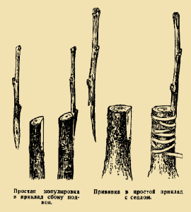 Щеплення яблуні навесні – перевірені методи + Відео