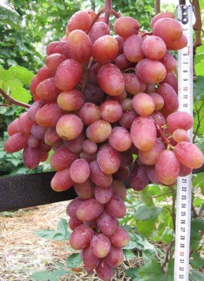 Виноград Водограй: опис сорту, фото, шкідники та детальна характеристика