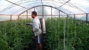 Хвороби помідорів та їх лікування – які хвороби уражують плоди? + відео