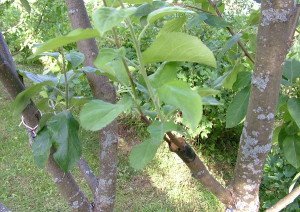 Обрізка дерев влітку – особливості літнього укорочення + Відео Обрізка дерев влітку – особливості літнього укорочення + Відео