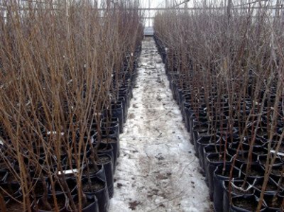 Вишня Харитоновская   відгуки садівників, опис сорту та фото