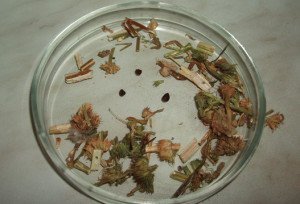 Як знищити буряни на ділянці – ефективна боротьба на дачі, городі + Відео