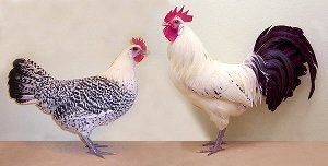 Остфрізская чайка   найстаріша німецька порода