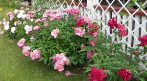 Посадка півоній навесні – можна пересаджувати їх в цей час року? + відео