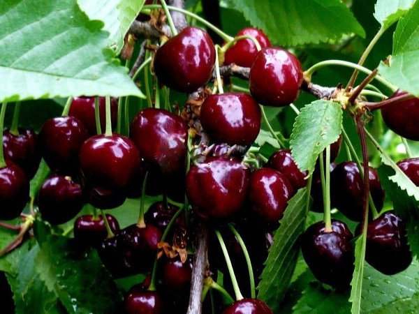Невибаглива вишня Щедра з великою кількістю переваг
