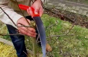 Обрізка яблунь влітку – як робити правильно річну обрізку? + Відео Обрізка яблунь влітку – як робити правильно річну обрізку? + Відео