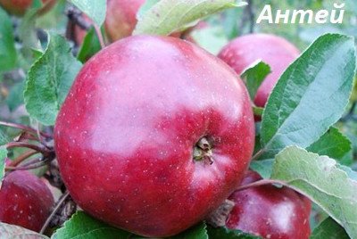 Знайшли вічне життя в народі яблука сорту Бабусине