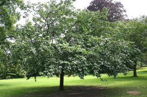 Щеплення шовковиці навесні і інші етапи догляду за деревом + відео