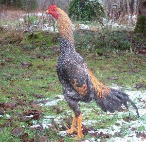 Бійцівські кури породи Шамо з хижим поглядом