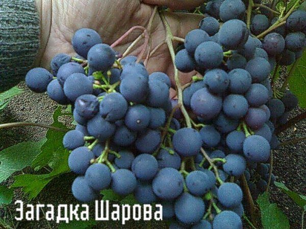Виноград Загадка Шарова: опис сорту з фото і рекомендаціями по догляду