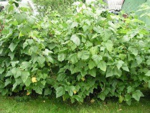 Червона і чорна смородина – догляд навесні для кращого результату + Відео Червона і чорна смородина – догляд навесні для кращого результату + Відео