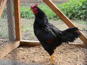 Особливості індійських бійцівських курей