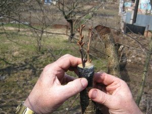 Окулірування плодових дерев – створюємо нові сорти + Відео