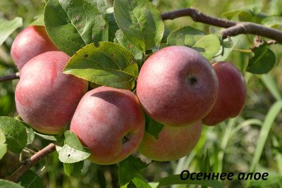 Знайшли вічне життя в народі яблука сорту Бабусине