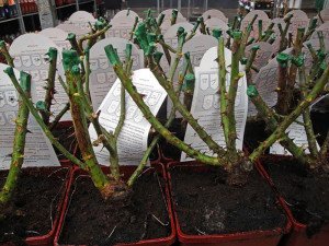 Чим підживити троянди навесні і як правильно підживлювати квіти? + відео