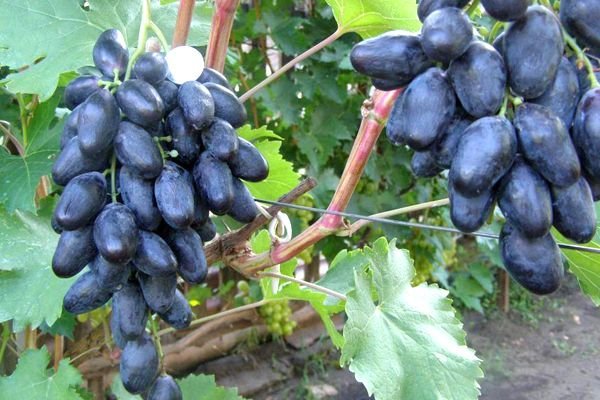 Виноград Велика: опис сорту з фото і як боротися з хворобами та шкідниками?