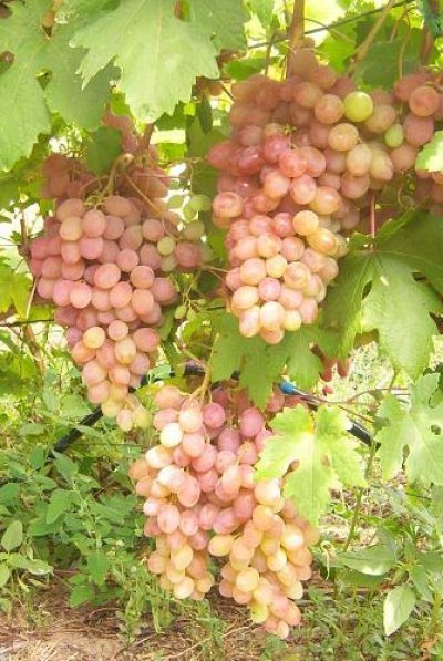 Виноград Румба: опис сорту, догляд, посадка і фото