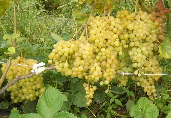 Сорт винограду Надранній безнасінний   опис сорту, особливості виноградної лози і фото