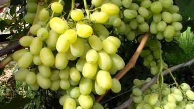 Столовий виноград сорту Світлана   опис, особливості, фото