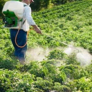 Вирощування петрушки у відкритому грунті – зелень до столу + відео