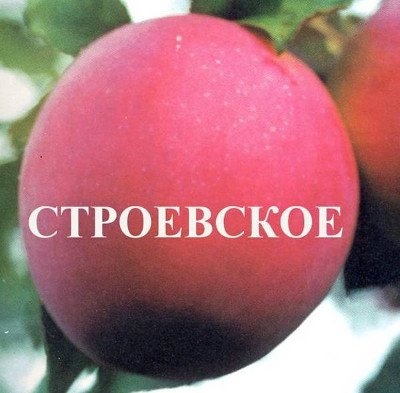 Сорт яблуні Строевское   стійкий до морозів і хвороб