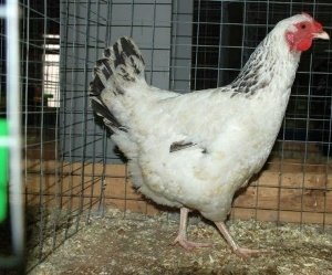 Першотравнева   це одна з найпопулярніших в Росії курей мясо яєчного типу. Фото і опис