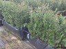 Як формується живопліт з кизильника, рекомендації + Відео