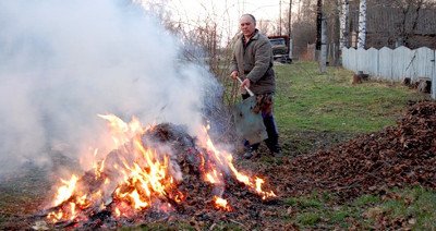 Високоврожайна і морозостійка вишня Россошанская чорна