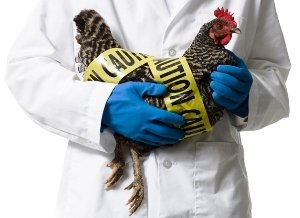 Кутикулит: що робити, коли птах помирає від виразки шлунка