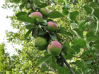 Яблуня Орлик: опис та фото сорту, боротьба з шкідниками і хворобами
