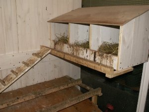 Вирощування курчат з квочкою від А до Я