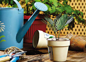 Кімнатне квітникарство – як доглядати за оранжереєю в будинку? + відео