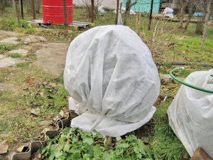 Хвороби туї та їх лікування – вибираємо ефективні способи боротьби + Відео