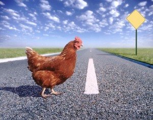 Голодування курей: хвороба, яку необхідно лікувати