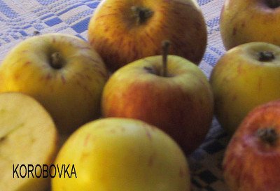 Сорт яблуні Коробовка: особливості та характеристики