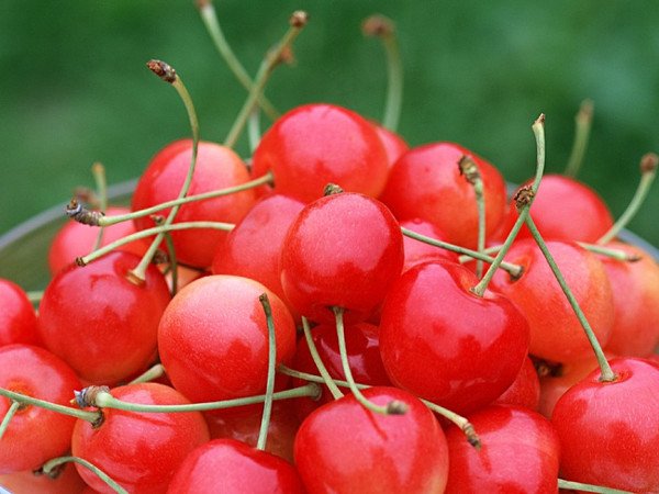 Вишня Фея   фото, опис властивостей плодів і життєстійкості сорту