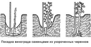 Як садити живці винограду навесні, щоб був відмінний результат + Відео