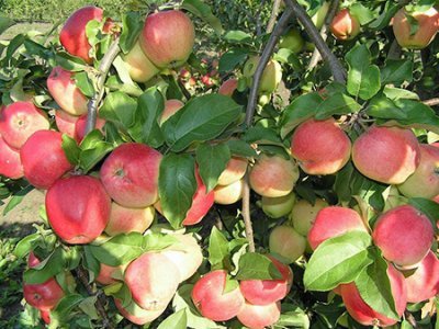 Яблуня Кандиль орловський: повний опис та яскраві фото даного сорту