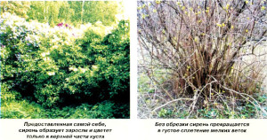 Посадка бузку навесні і грамотний догляд за кущами для їх росту + відео