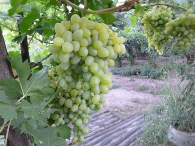 Виноград Гордій: опис та фото врожайного сорту