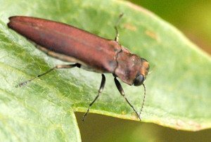 Обробка смородини навесні – чим обприскувати кущі? + відео