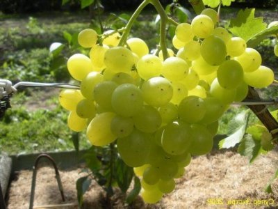 Виноград Супер екстра: опис сорту, шкідники, хвороби та фото