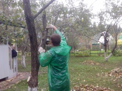 Ми розповімо вам все про яблунях сорти Уральське наливне!