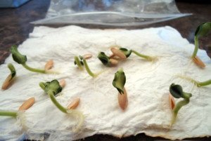 Пророщування насіння – які умови потрібно дотримуватися? + відео