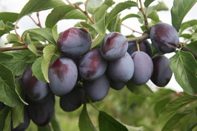 Слива Богатирська: докладний опис і наочні фото сорту