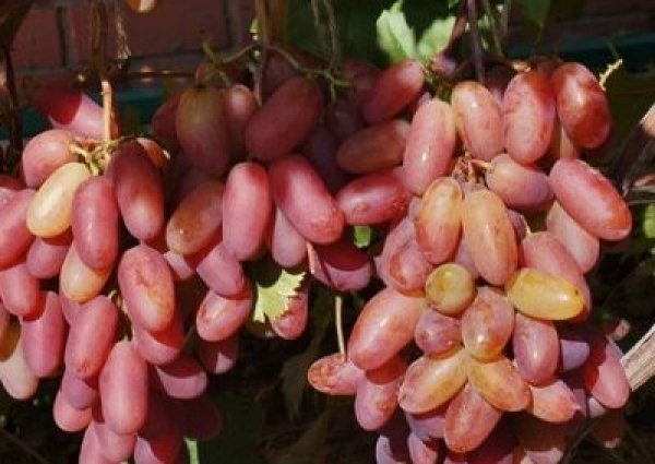 Притягальний яскраво рожевий колір винограду Ювілей Новочеркаська: опис зовнішнього виду та фото